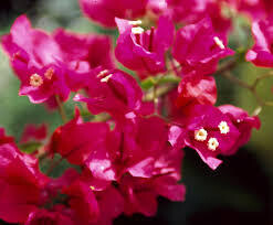 Bougainvillea Plant in 10 inches Nursery Pot
