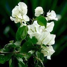 Bougainvillea Plant in 10 inches Nursery Pot