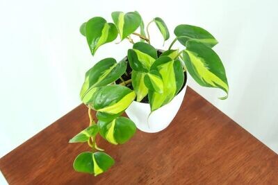 Philodendron Brasil Plant in 4.5 inches White Ceramic Pot