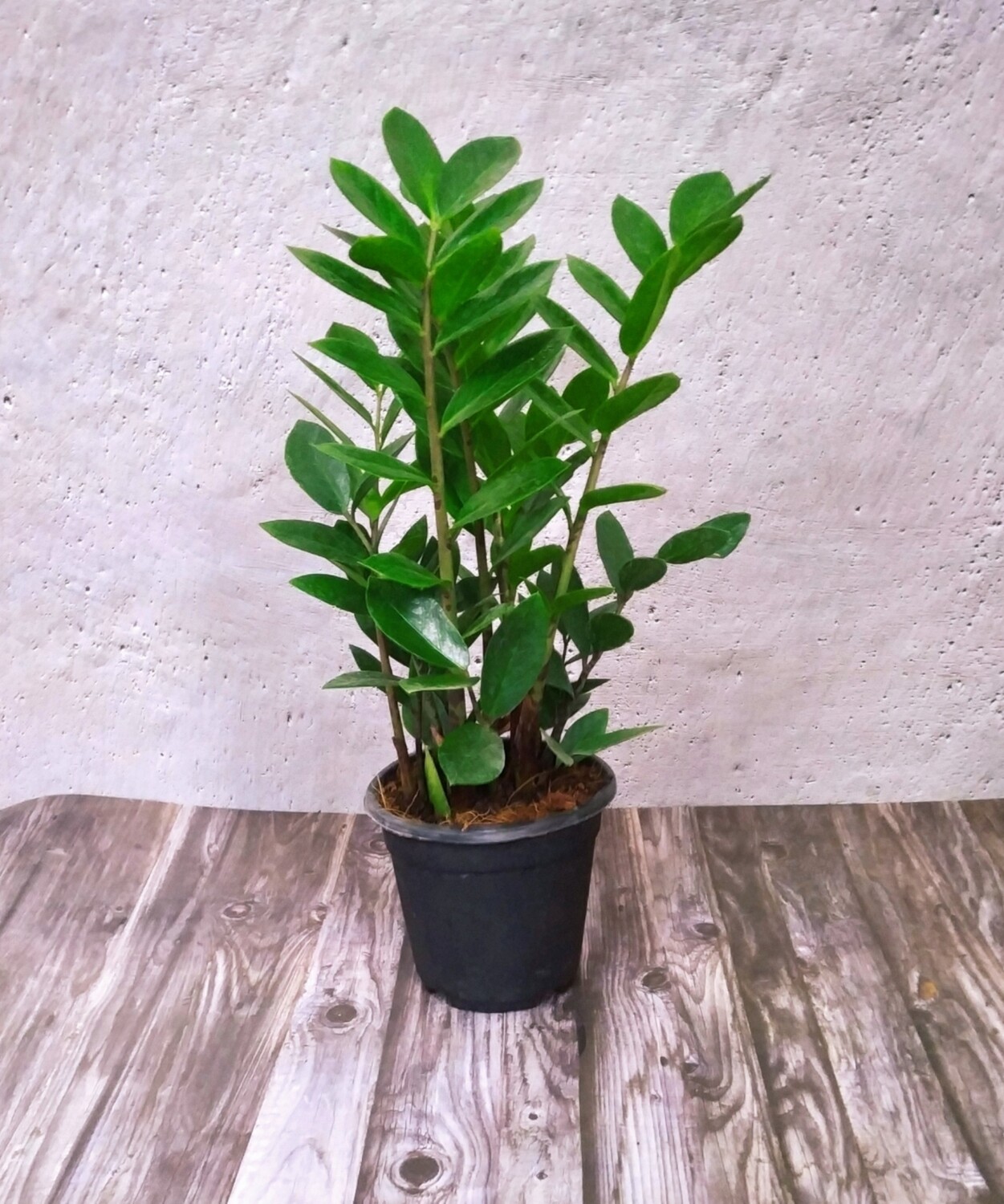 ZZ Plant in 4 inches Nursery Pot