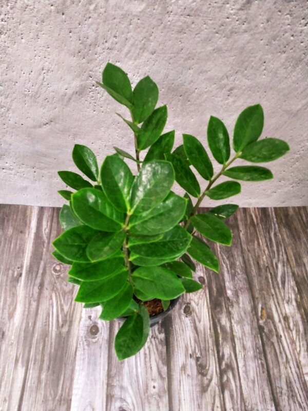 ZZ Plant in 4 inches Nursery Pot