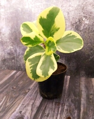 Peperomia Variegated Plant in 4 inches Nursery Pot