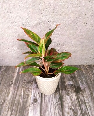 Aglaonema Red- Chinese Evergreen in 5 inches Indot White Ceramic Pot