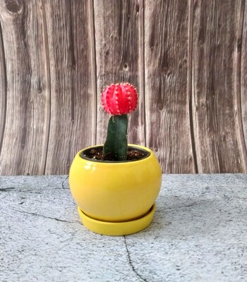 Moon Cactus in 4 inches Apple Ceramic Planter