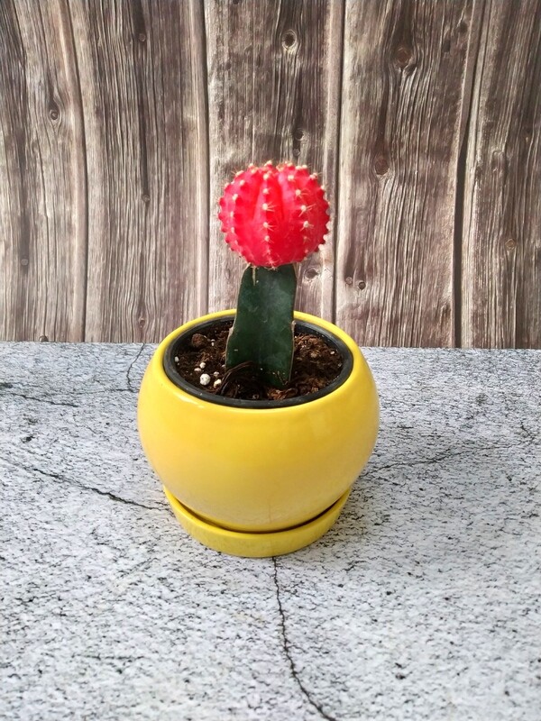 Moon Cactus in 4 inches Apple Ceramic Planter