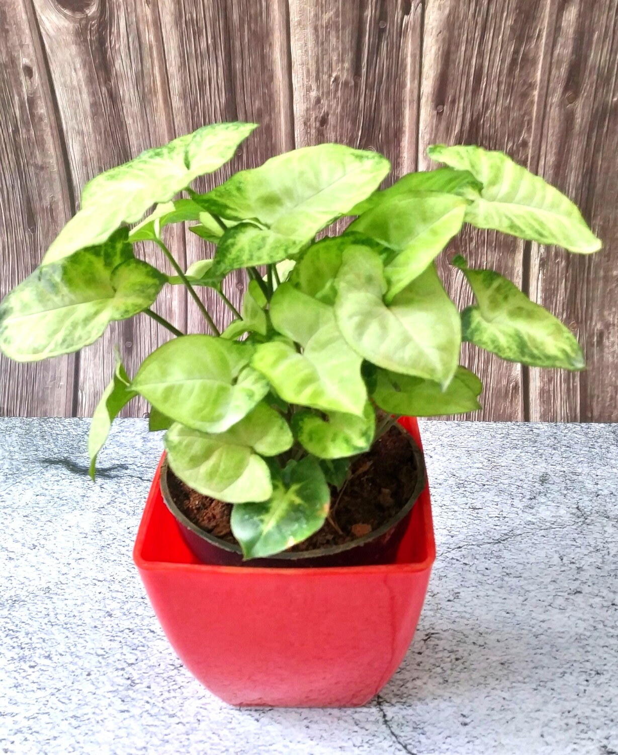 Syngonium White Butterfly Plant in 5 inches Daisy Square Pot