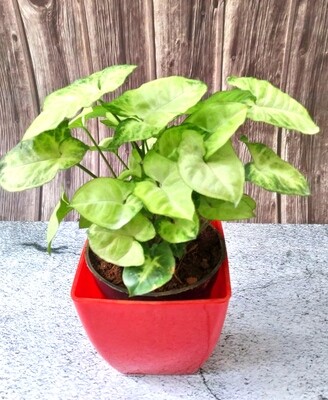 Syngonium White Butterfly Plant in 5 inches Daisy Square Pot