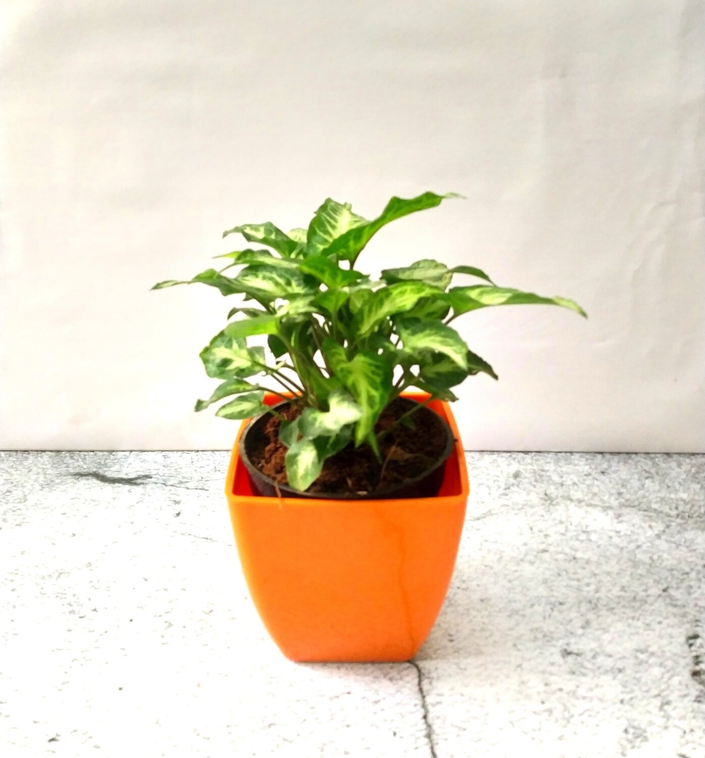 Syngonium Xanthophyllum in 5 inches Daisy Square Pot