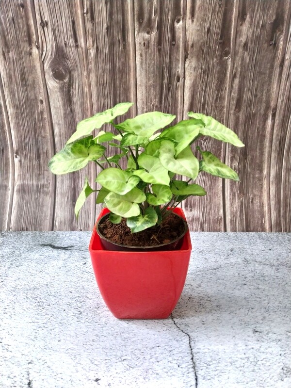 Syngonium White Butterfly Plant in 5 inches Daisy Square Pot