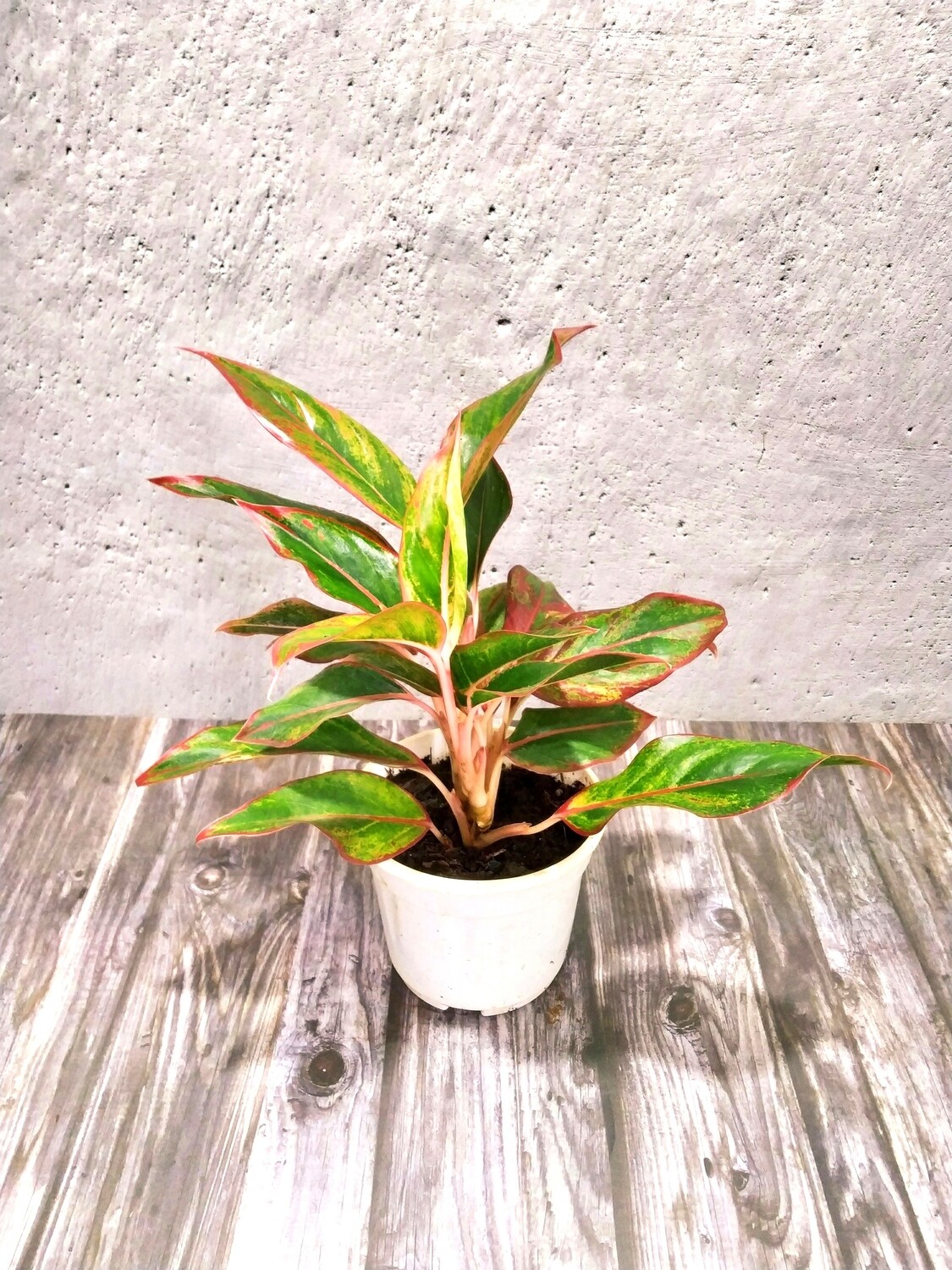 Aglaonema Red- Chinese Evergreen in 4 inches Nursery Pot