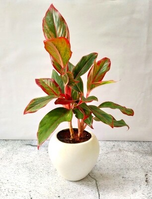 Aglaonema Red- Chinese Evergreen in 6 inches Apple Pot