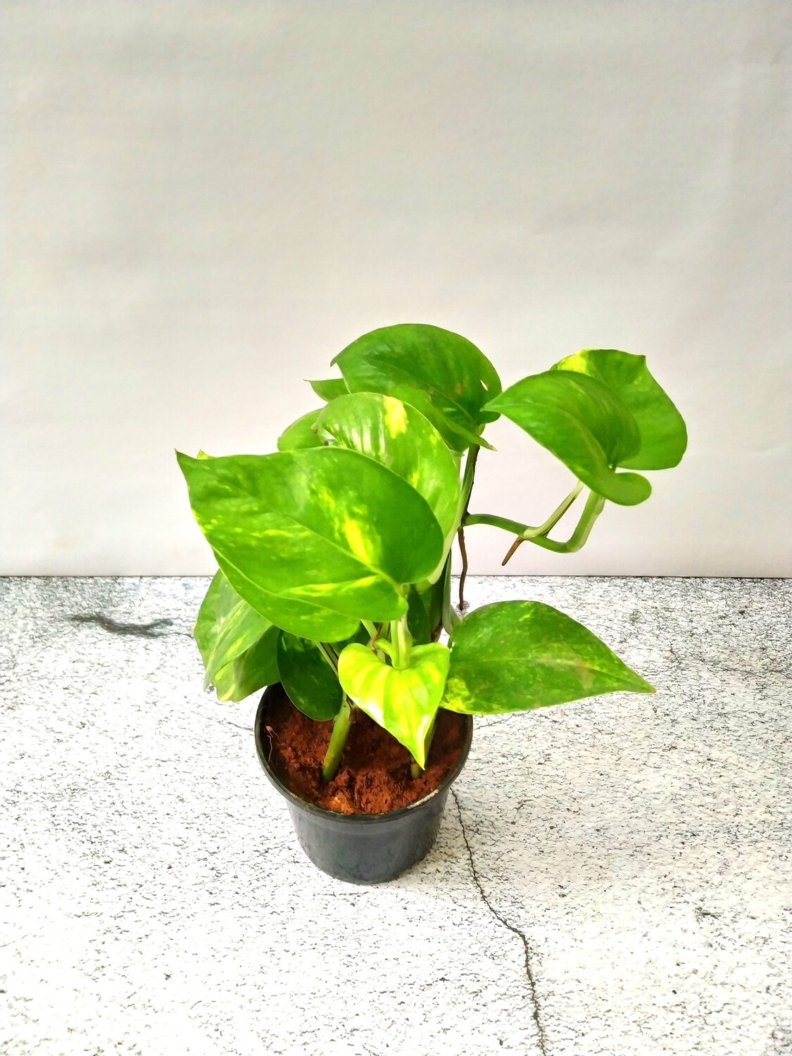 Money Plant Green in 4 inches Nursery pot