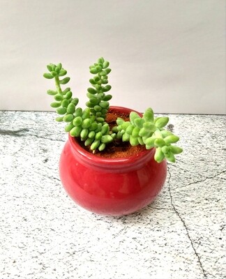 Burro's Tail in 3 inches Ceramic Matka Polished Pot