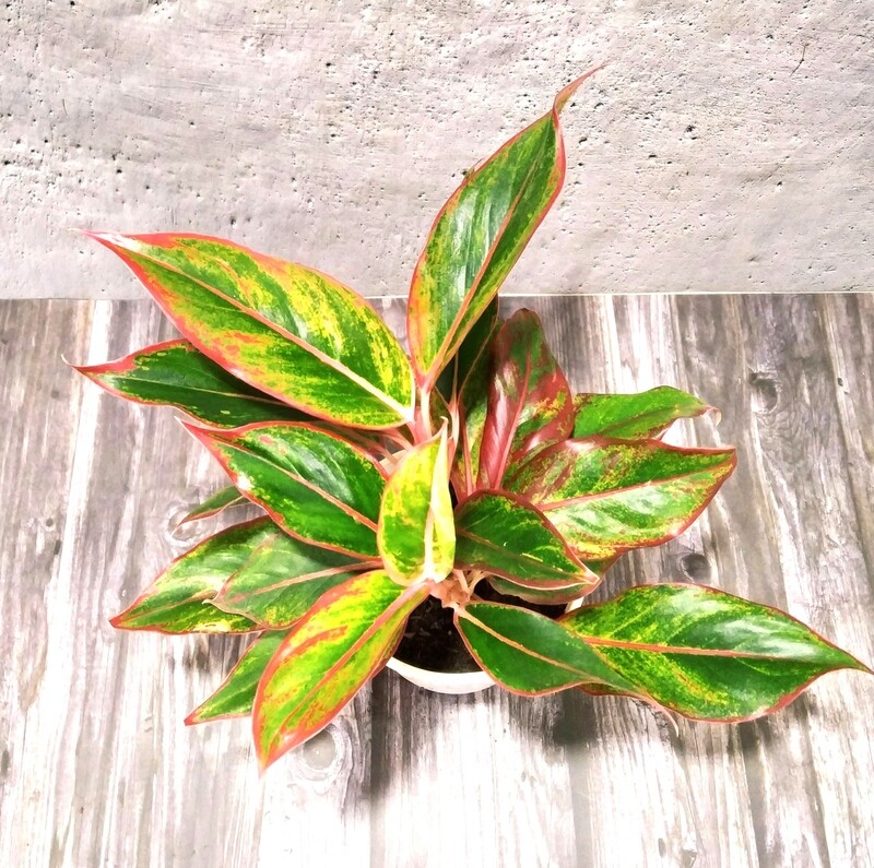 Aglaonema Red- Chinese Evergreen in 6 inches Apple Pot