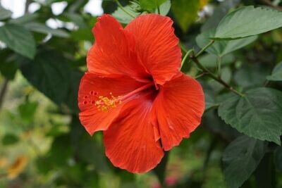 Hibiscus Plant in 4 inches Nursery Pot