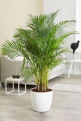 Areca Palm for Indoors in 8 inches Nursery Pot -3 Feet