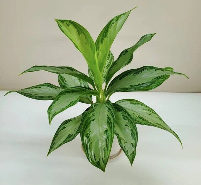 Aglaonema Silver Bay in 6 inches Nursery Pot