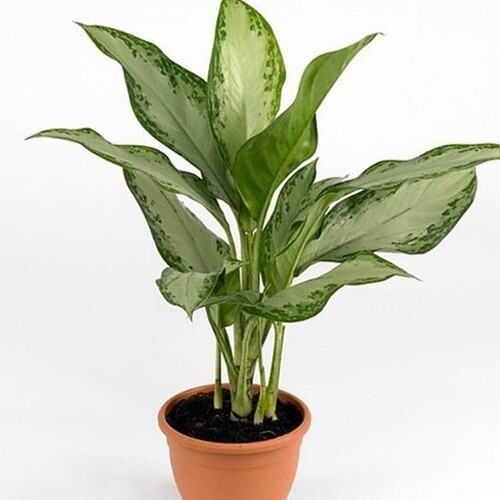Aglaonema commutatum Malay beauty in 6 inches Nursery Pot