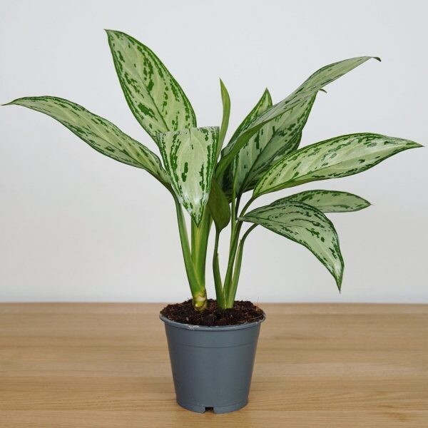 Aglaonema Silver Queen in 6 inches Nursery Pot