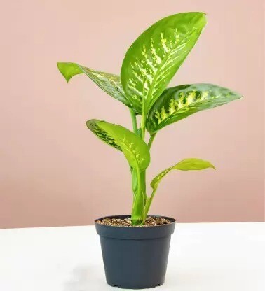 Dieffenbachia Seguine in 6 inches Nursery Pot