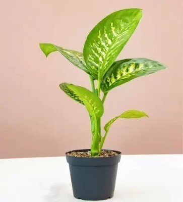Dieffenbachia Seguine  in 6 inches Nursery Pot