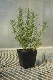 Rosemary in 4 inches Nursery Pot