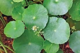 Brahmi Dollar Plant in 4 inches Nursery Pot