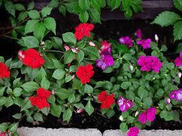 Impatiens Flowering Plant  in 4 inches Nursery Pot