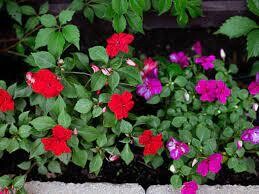 Impatiens Flowering Plant in 4 inches Nursery Pot