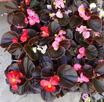 Begonia in 4 inches Nursery Pot