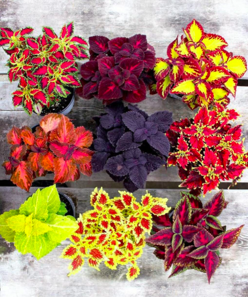 Coleus Plant (Any Color) in 6 inches Nursery Pot