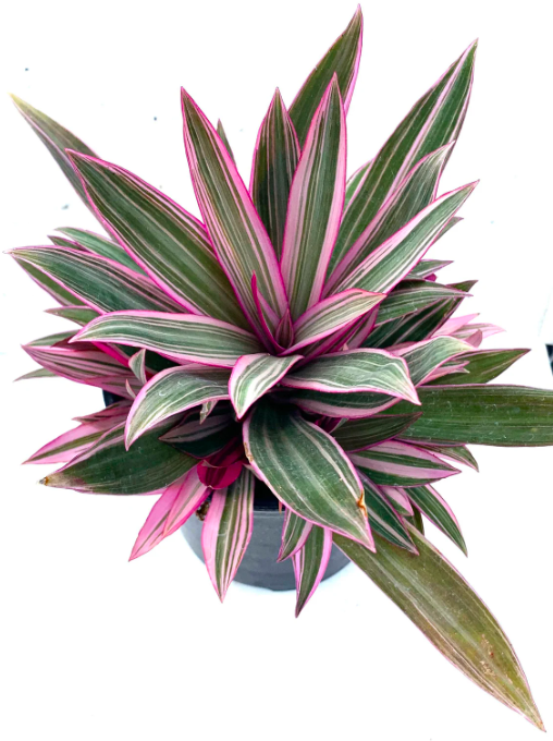 Rhoeo Plant in 4 inches Nursery Pot