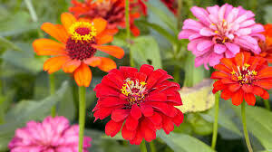 Zinnia Flowering  Plant  in 4 inches Nursery Pot