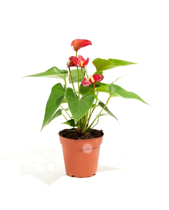 Anthurium Plant- Flamingo Flower, Laceleaf in 5 inches Nursery Pot