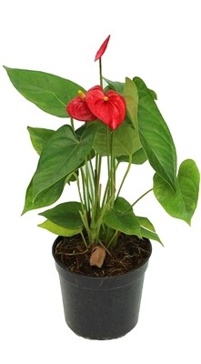 Anthurium Plant- Flamingo Flower, Laceleaf in 5 inches Nursery Pot