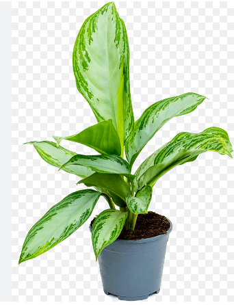 Aglaonema Green Plant - Chinese Evergreen in 4 inches Nursery Pot
