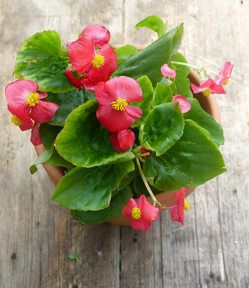 Begonia in 4 inches Nursery Pot