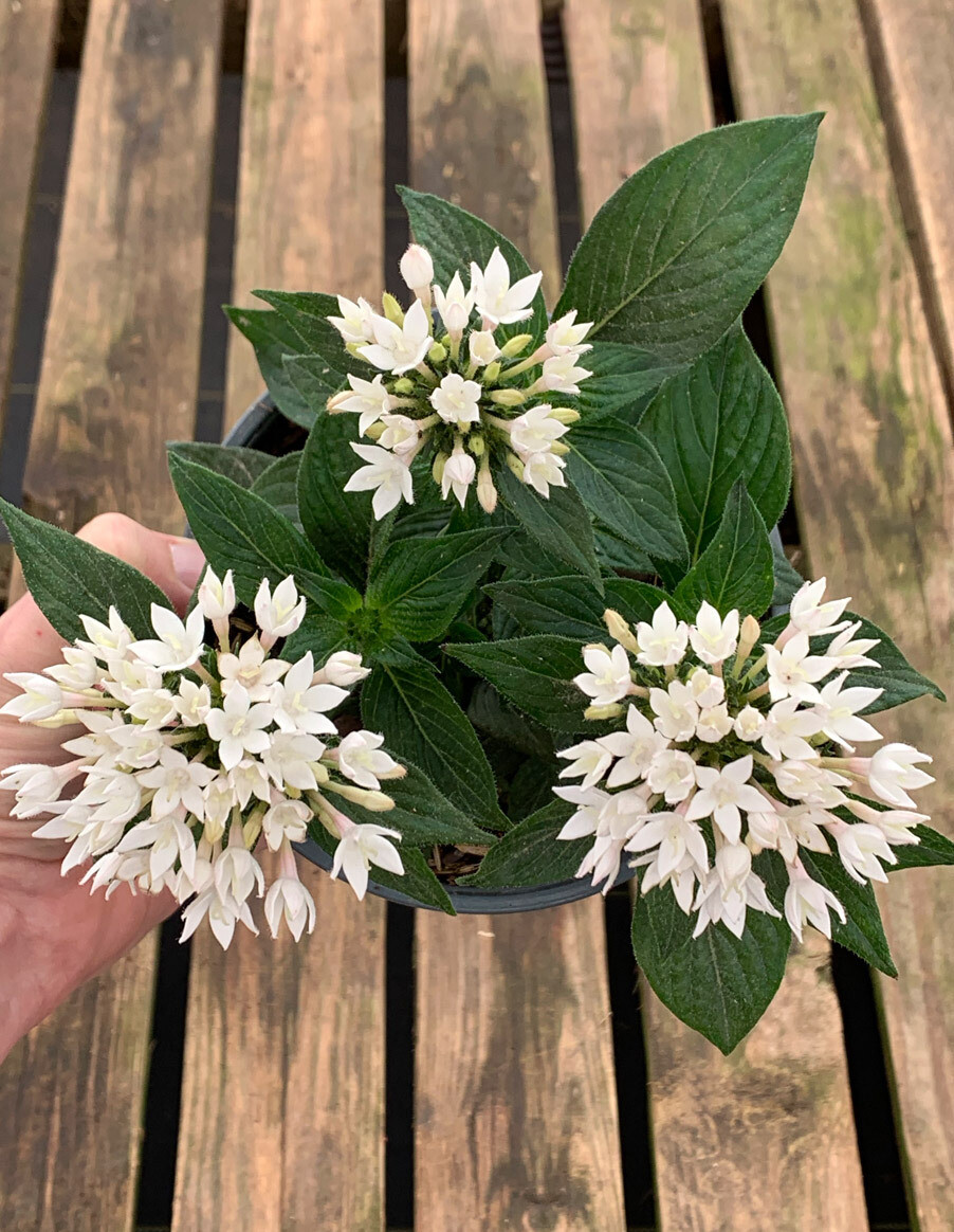 Pentas Flowering Plant in 4 inches Nursery Pot