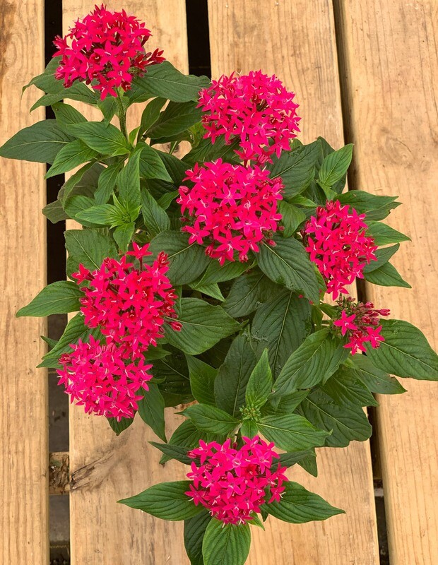 Pentas Flowering Plant in 4 inches Nursery Pot