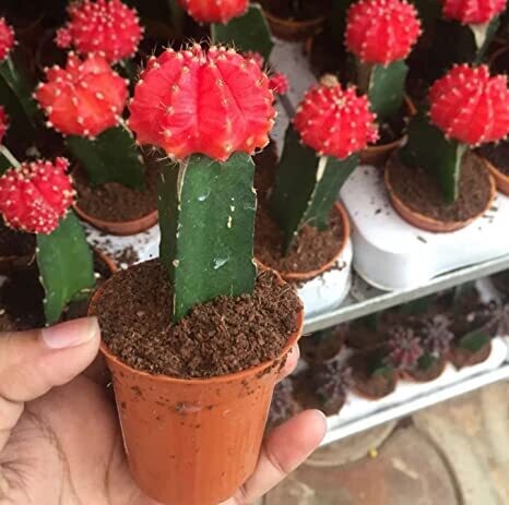 Moon Cactus in 3 inches Nursery Pot