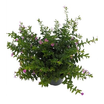 Cuphea Flowering plant in 4 inches Nursery Pot