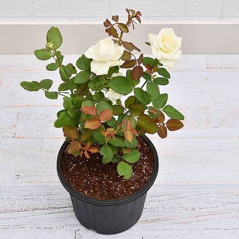 Rose Plant in 6 inches Nursery Pot