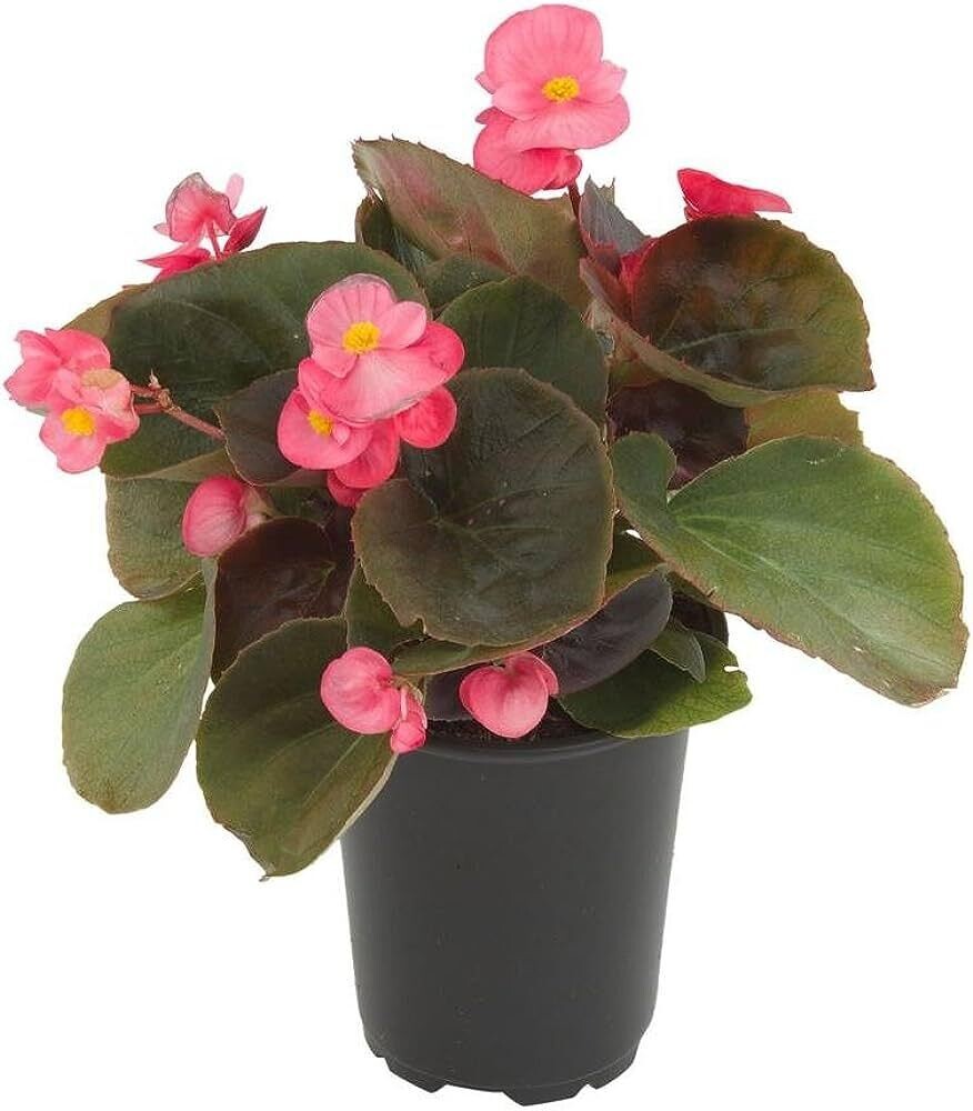 Begonia in 4 inches Nursery Pot
