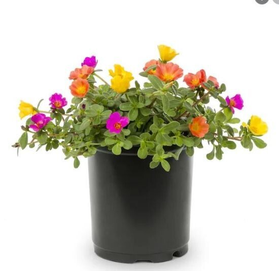 Table (Moss) Rose Plant in 4 inches Nursery Pot