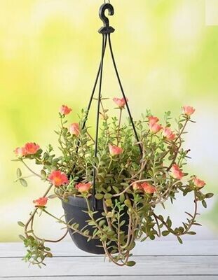 Table (Moss) Rose Plant in 4 inches Nursery Pot