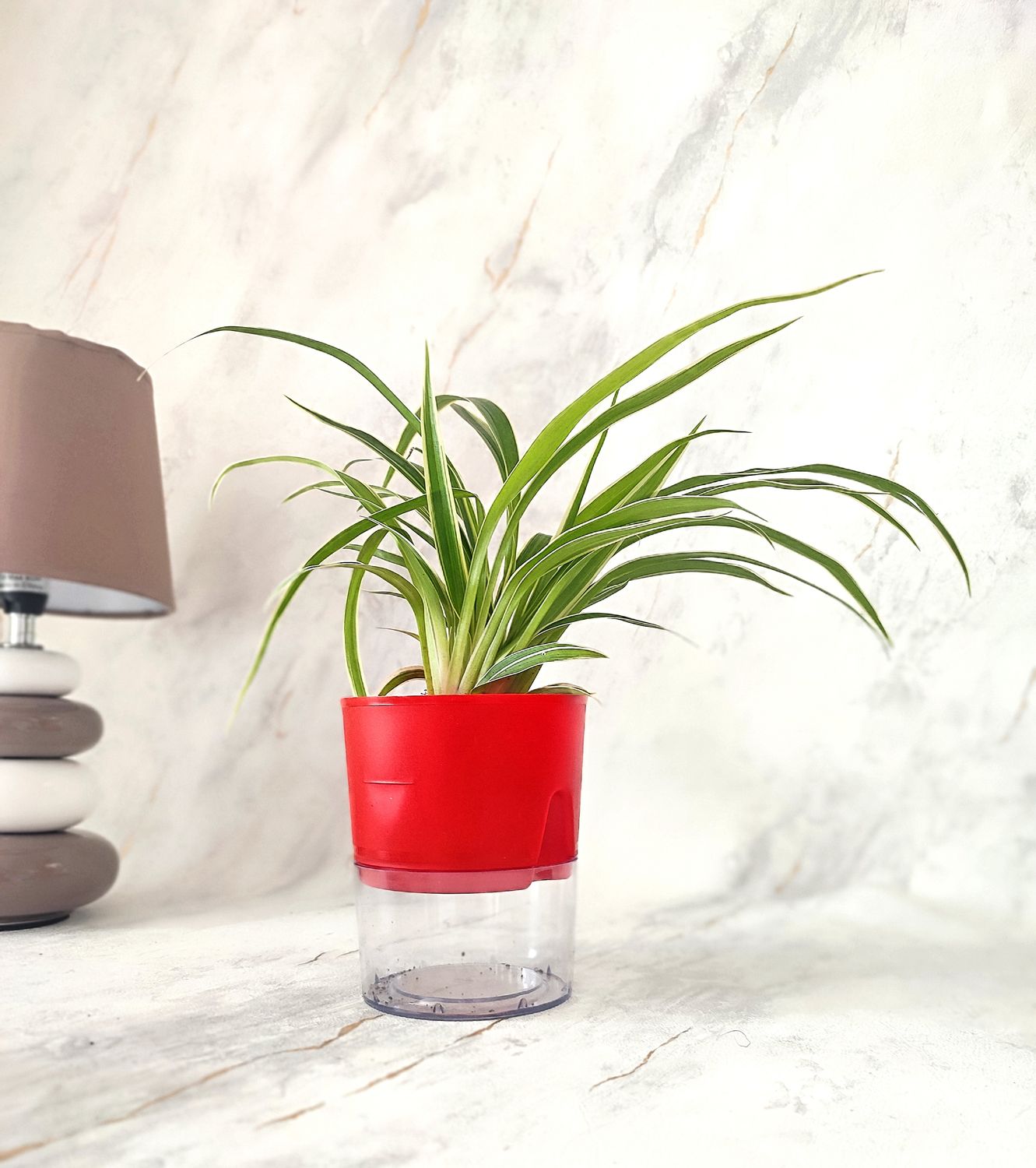 Spider Plant in self-watering pot