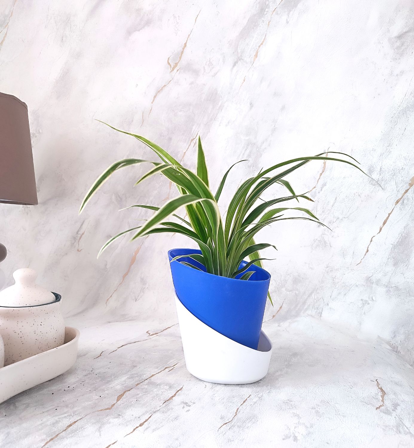 Spider Plant in self-watering pot- Blue