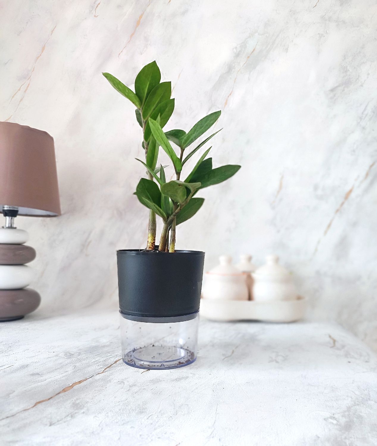 ZZ Plant in self-watering Pot