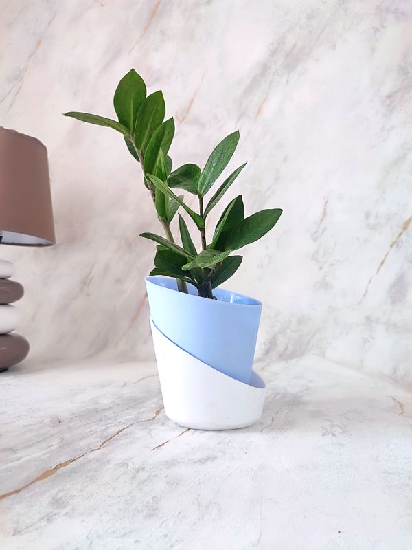 ZZ Plant in self-watering Pot