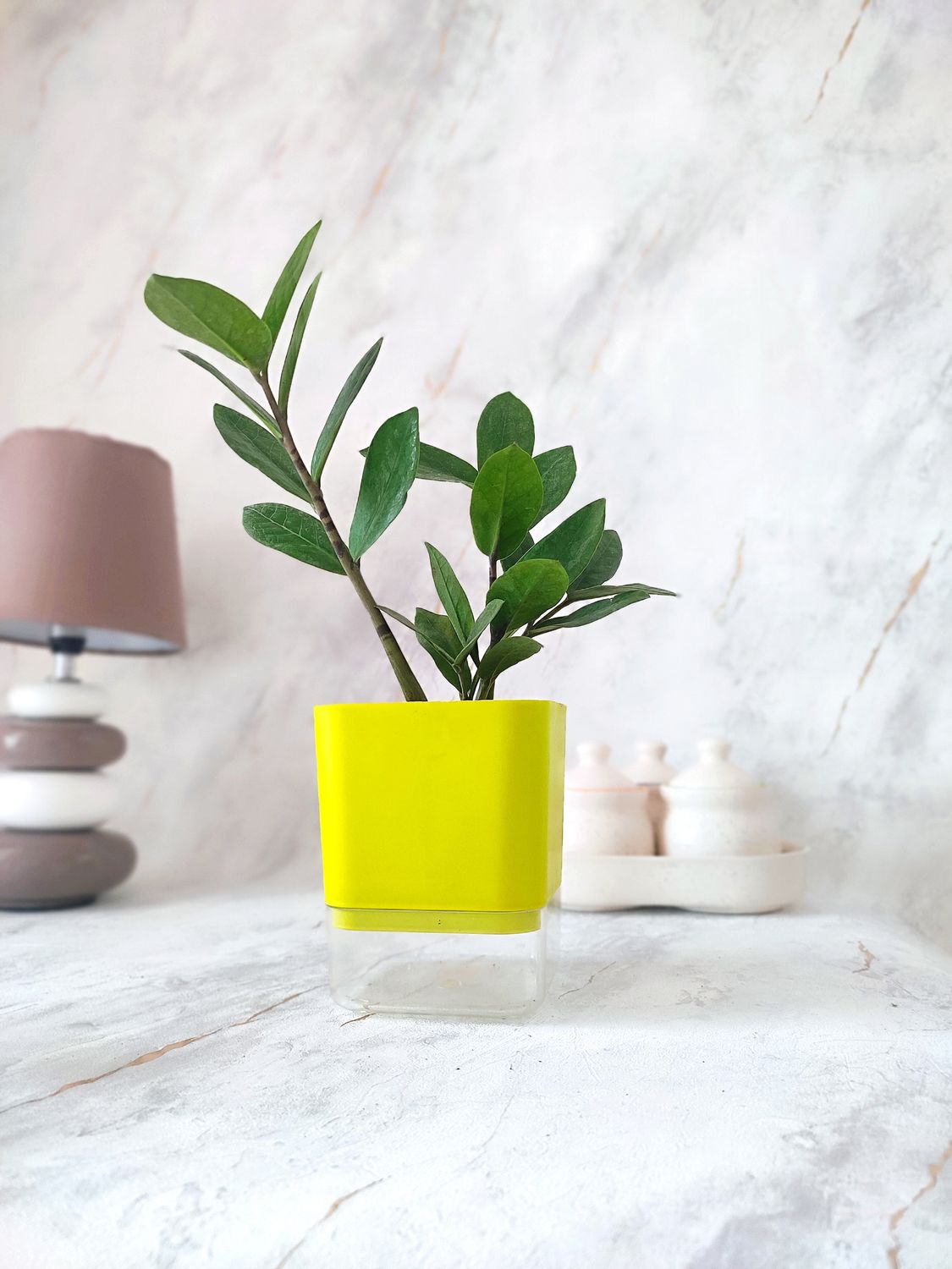 ZZ Plant in self-watering Pot
